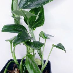 Monstera Standleyana Albo Multiple Plants In Pot