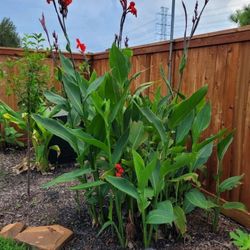 Ez To Grow Tropical Canna Lily