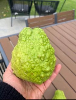 Thai Guava tree