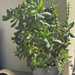 Assorted Succulent Plants