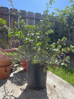 Large Jade