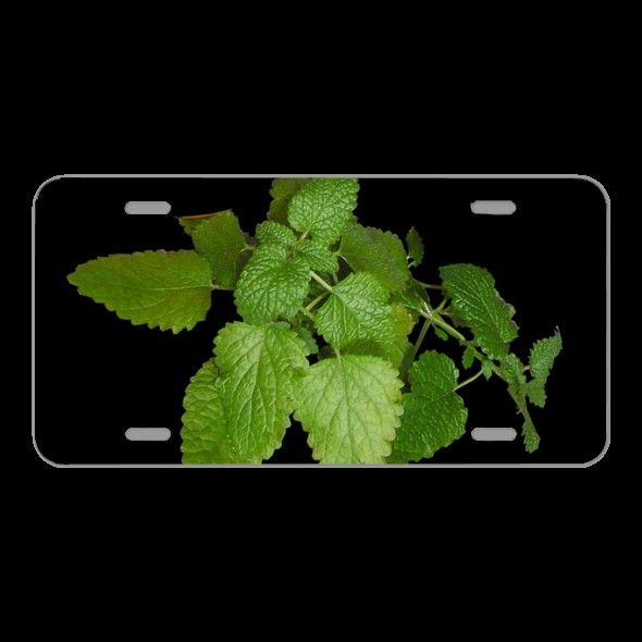 License Plate Novelty Car Front Herb Lemon Balm Healthy Leaves Plant