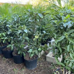 Pink Guava Grafted In 7 gls Pot. 4 Ft Tall. SPECIAL PRICE !🤩