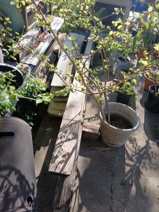 Mature Propagated Mulberry Trees