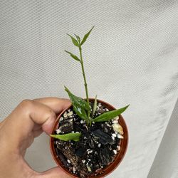Hoya Paxtonii - 2” Pot