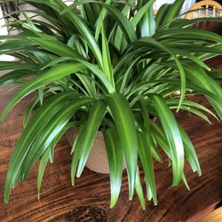 Spider Plant 