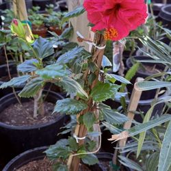 Hibiscus 🌺 In 5 Gallon $30 Each 