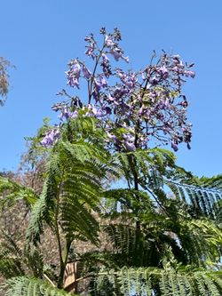 Jacaranda tree 🌳