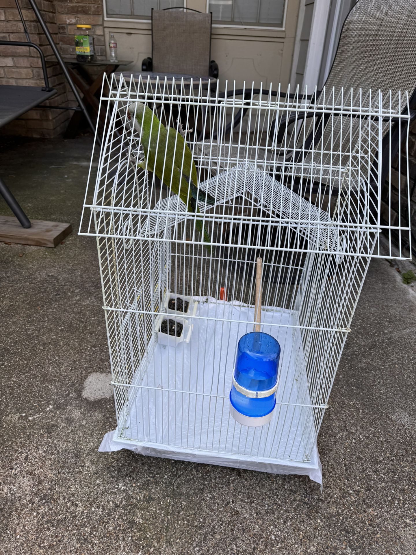 Talking parrot with cage