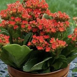 Florist Kalanchoe Plat