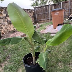 Banana Plants 