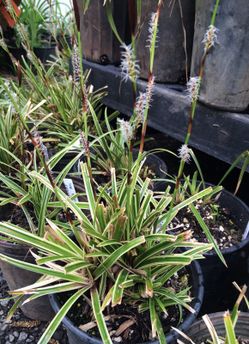 Ornamental grasses