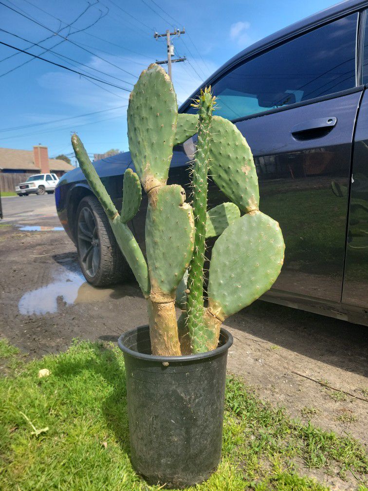 Two Kind Of Cactus Plant!