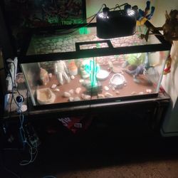 Large Reptile Tank Might Add Bearded Y