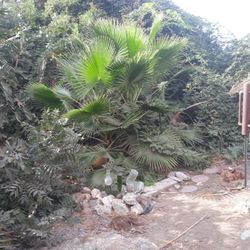 7 Spanish Palm Trees 9ft -15 Ft Tall Plus 40 Seedlings 