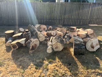 Free firewood from willow tree large wood