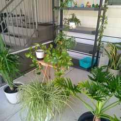 Plants For Sale, All Different Types 