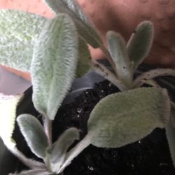 1 Live Lambs Ear Plant In Pot