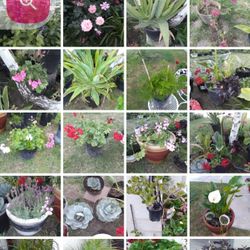 got to get rid of my plants moving