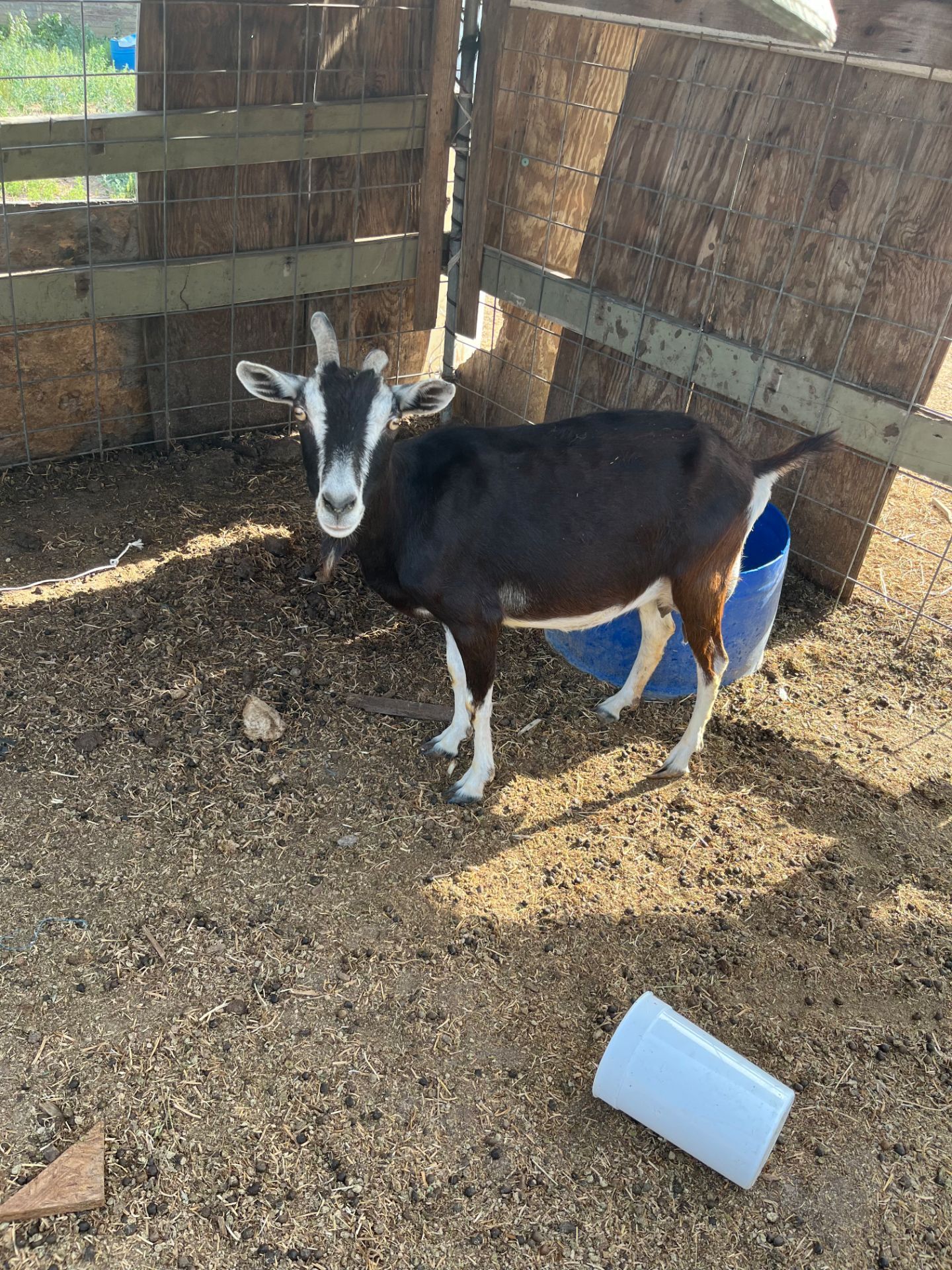Chiva para la leche