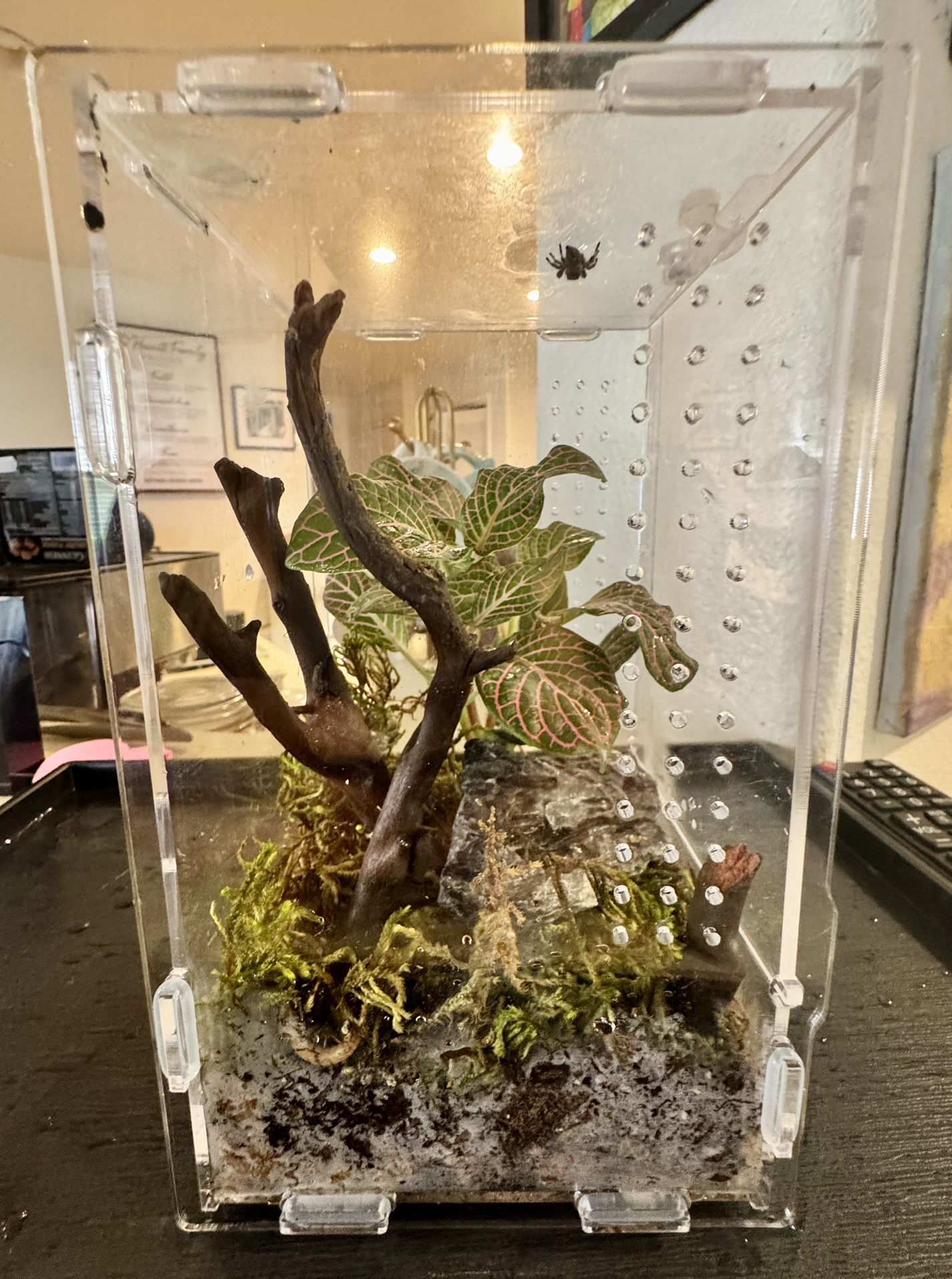 Jumping spider enclosure