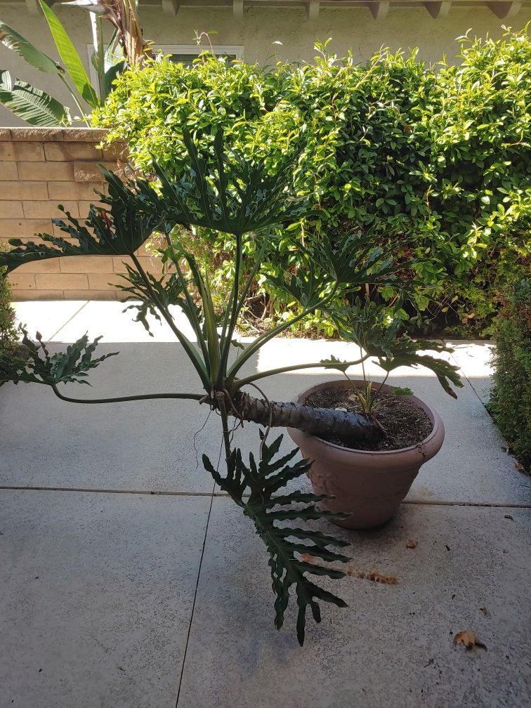 Plant with large planter