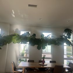 2 Big Mature Fiddle Leaf Trees 