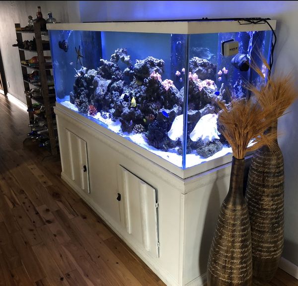 250 Gallon Saltwater Fish Tank for Sale in Hollywood, FL - OfferUp