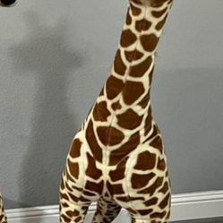 Giraffes