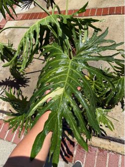 Variegated Thaumatophyllum bipinnatifidum (Tree Philodendron)