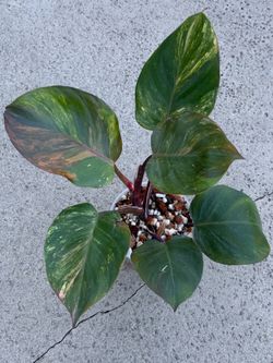 Philodendron White Knight Quadricolor aka Skittles