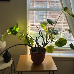Monstera Plant 