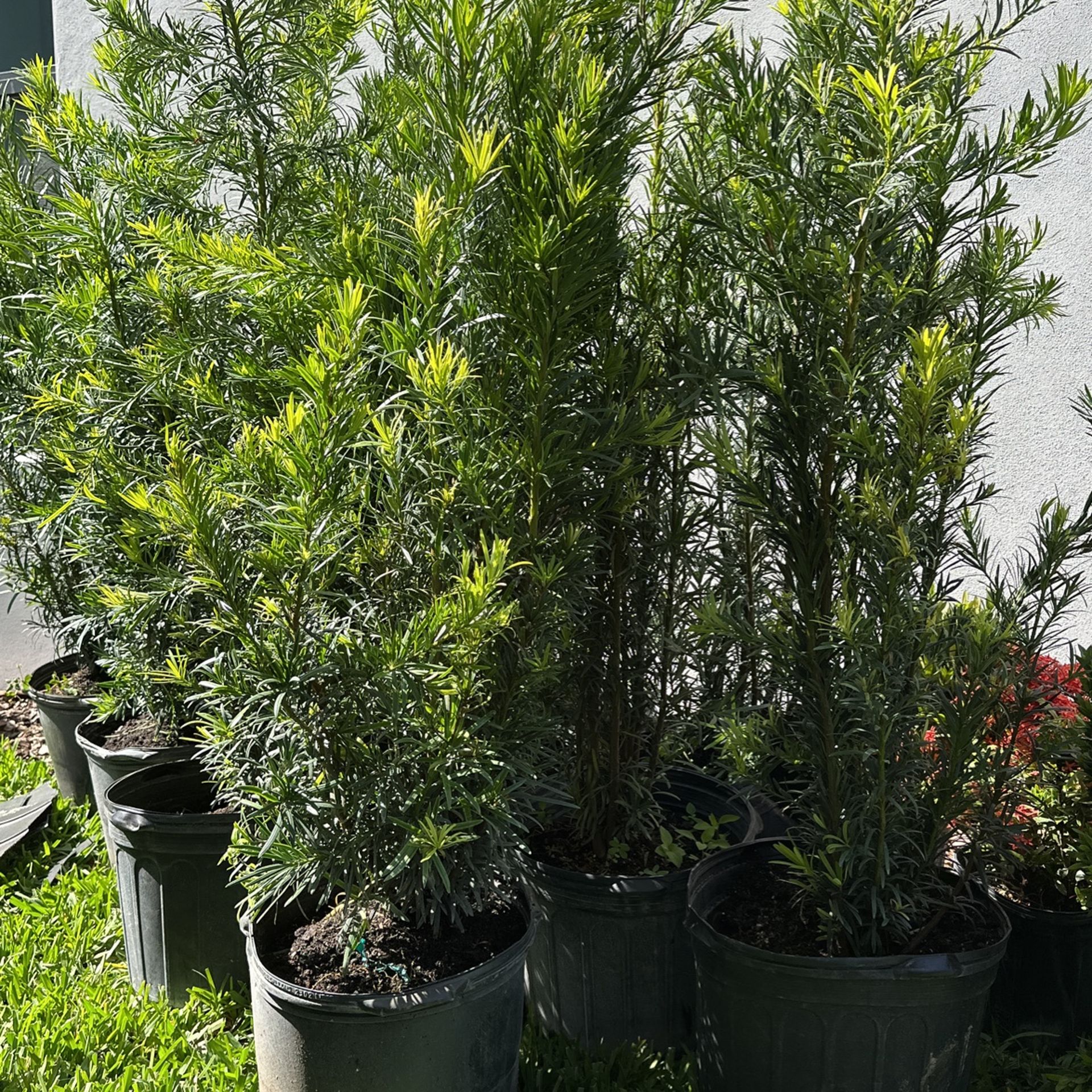 Podocarpus