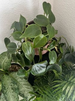 Heartleaf Philodendron Live Houseplant