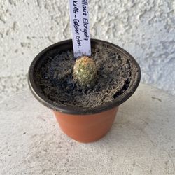 3 Inch Pot Cactus Plant- Mammillaria Elongata - Copper King - Golden Star Cactus - Live Cacti - Rooted & Established - Drought Resistant - 🌵 