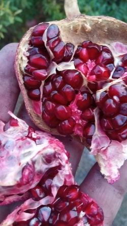 Pomegranite
