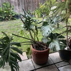 Plant