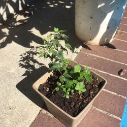 ivy plant in small ceramic pot