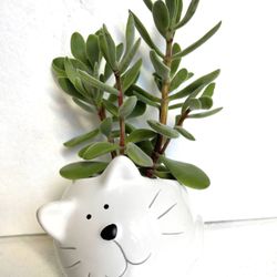 House Plant In Cute Ceramic Pot 4"H.