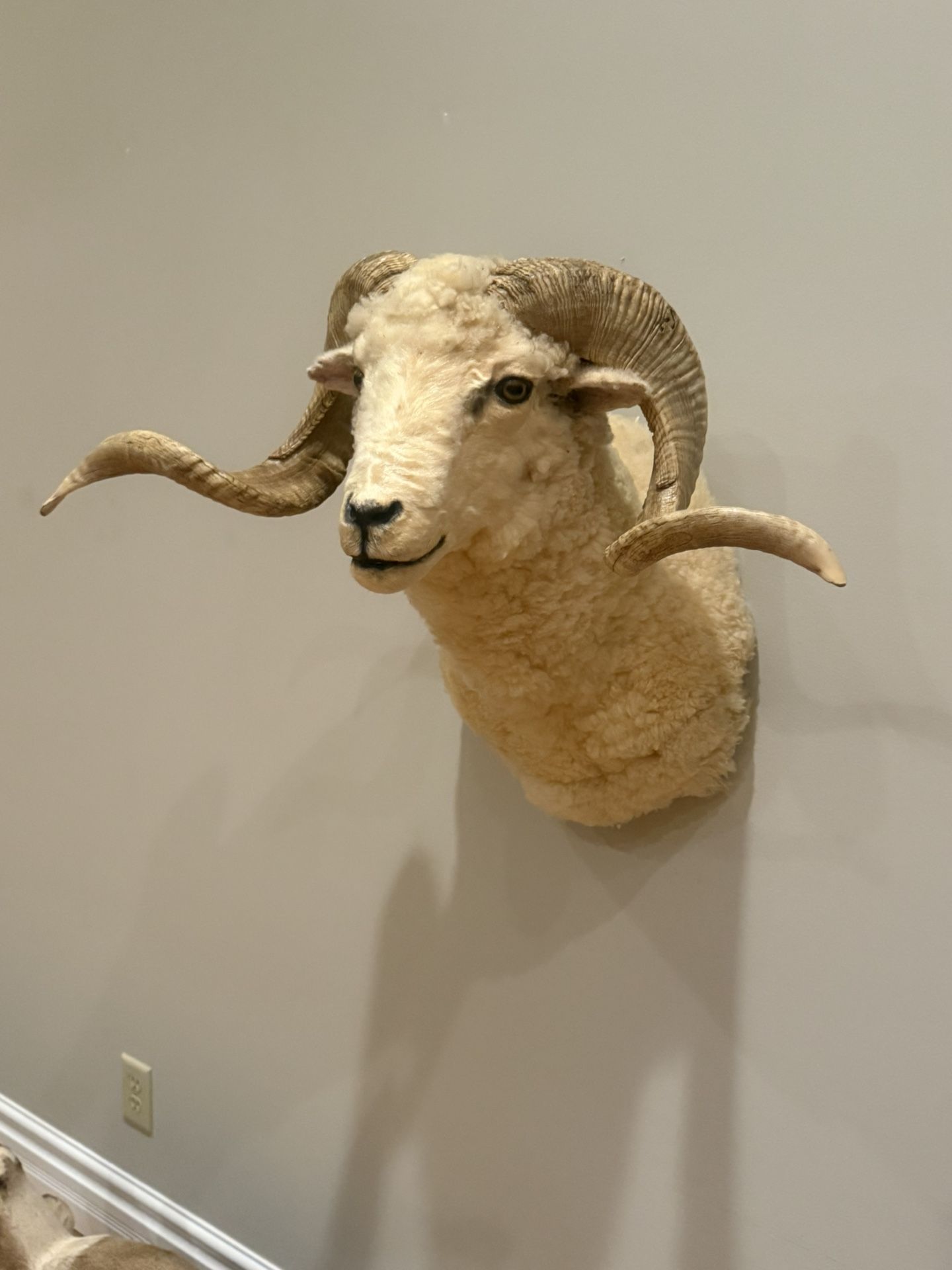 Small Dall Taxidermy