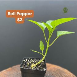 Beginner Friendly Garden-Ready Seedlings