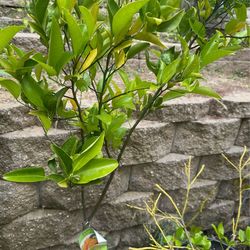 Tangerine 5 gallon tree