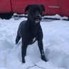 Jessie