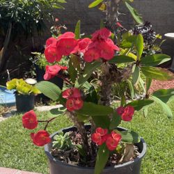 Euphorbia Plant 