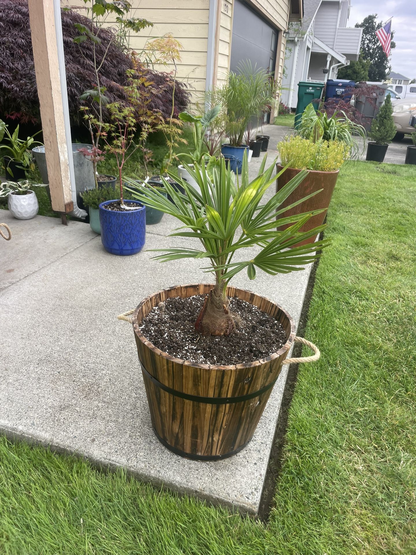 Outstanding, Outdoor Palm Tree In Gorgeous Whiskey Barrel Planter