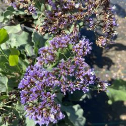 Sea Lavender - Super Easy To Maintain