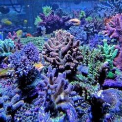 Reef Tank Fish Tanks