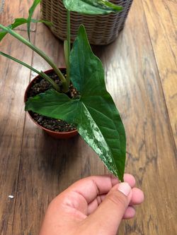 Variegated Syngonium