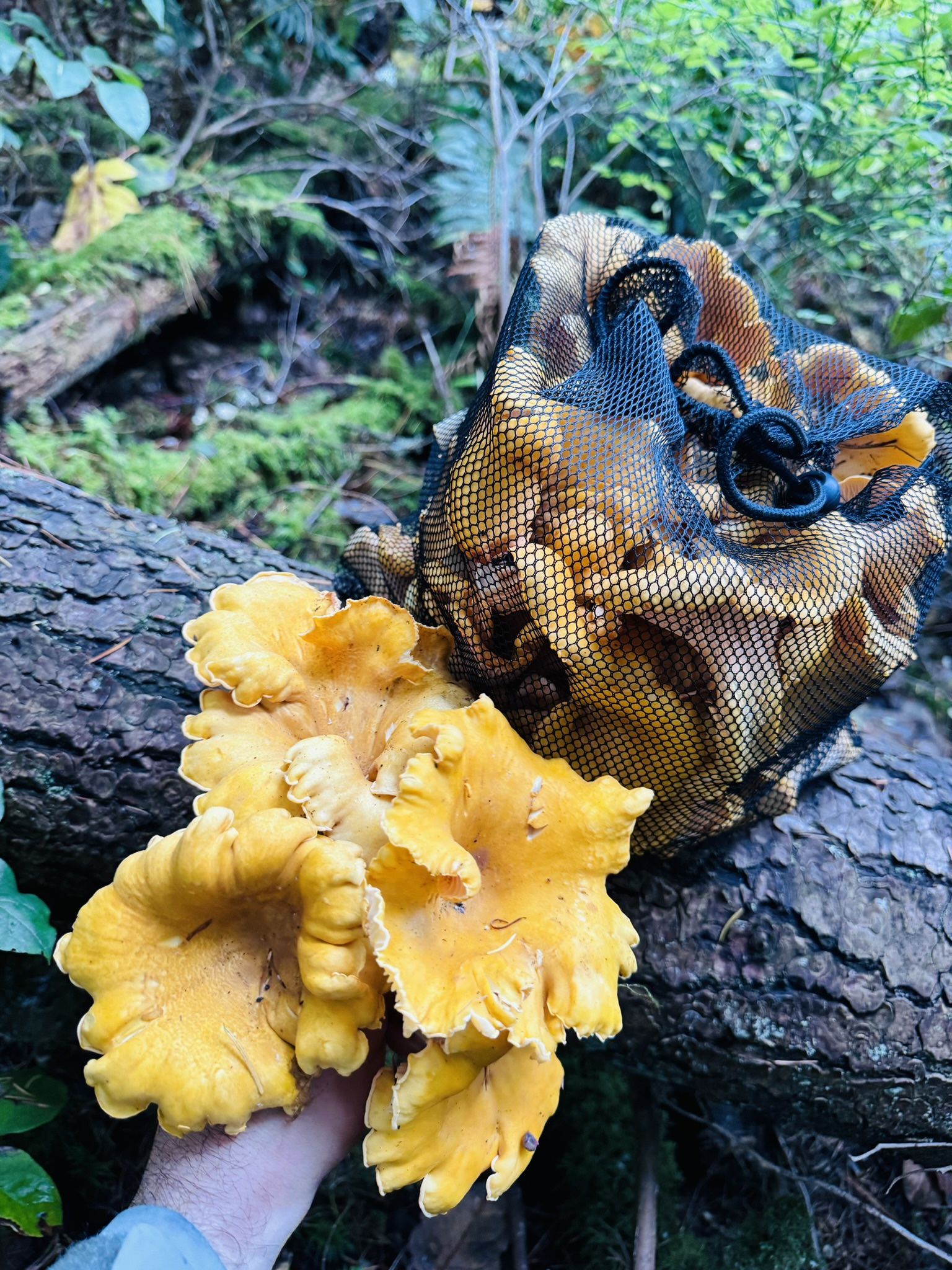Mushroom Foraging Experience
