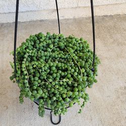 🪴String Of Pearls Plant 🪴
